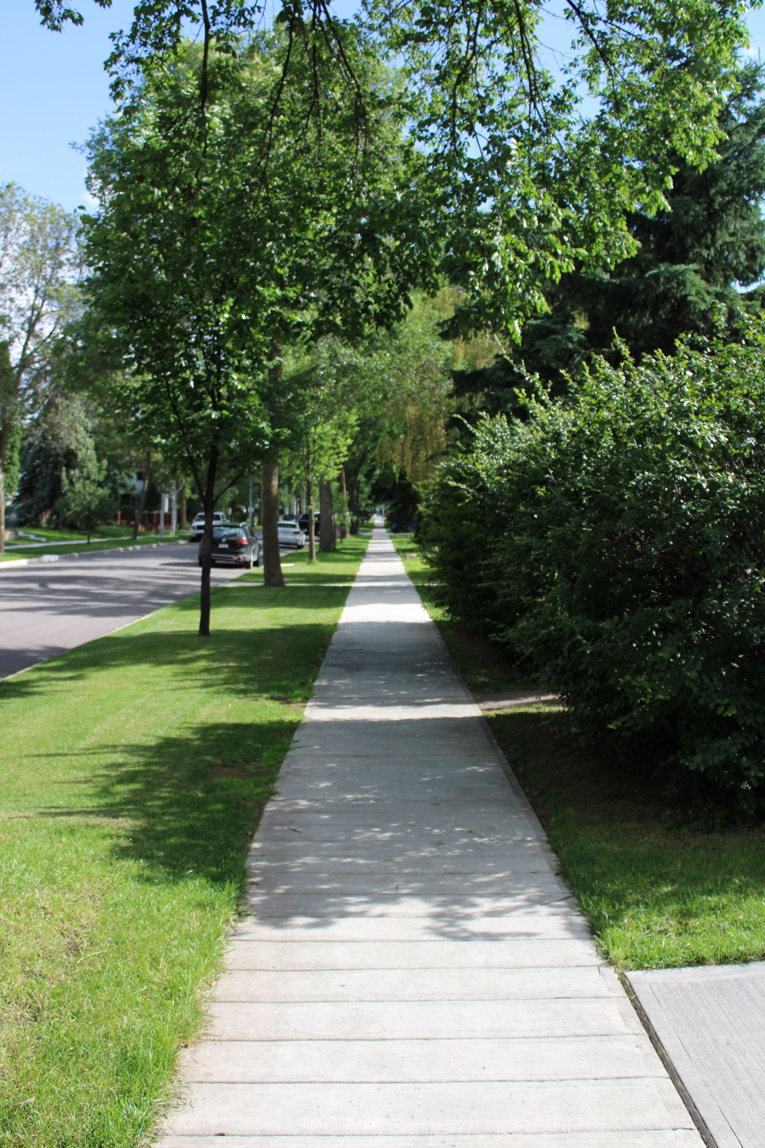 A straight sidewalk flanked by trees and grass, leading to a road with parked cars.