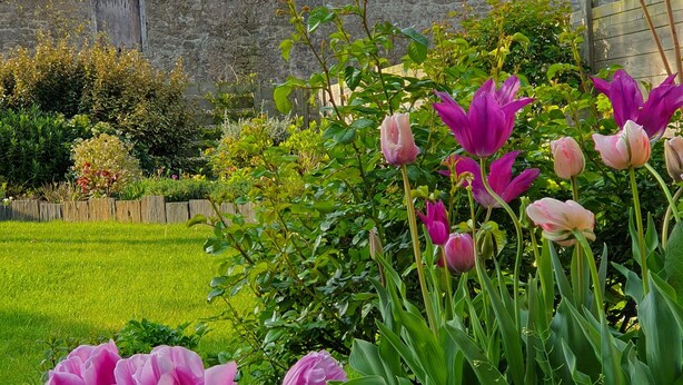 A garden with pink and purple tulips in front of a stone building with a sloped roof.