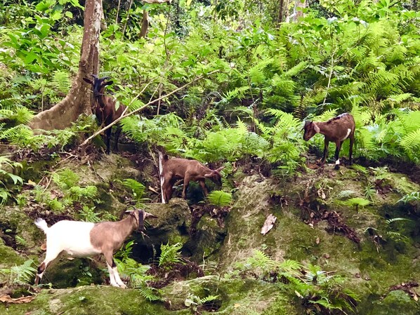 A forested area with goats grazing among ferns and trees.