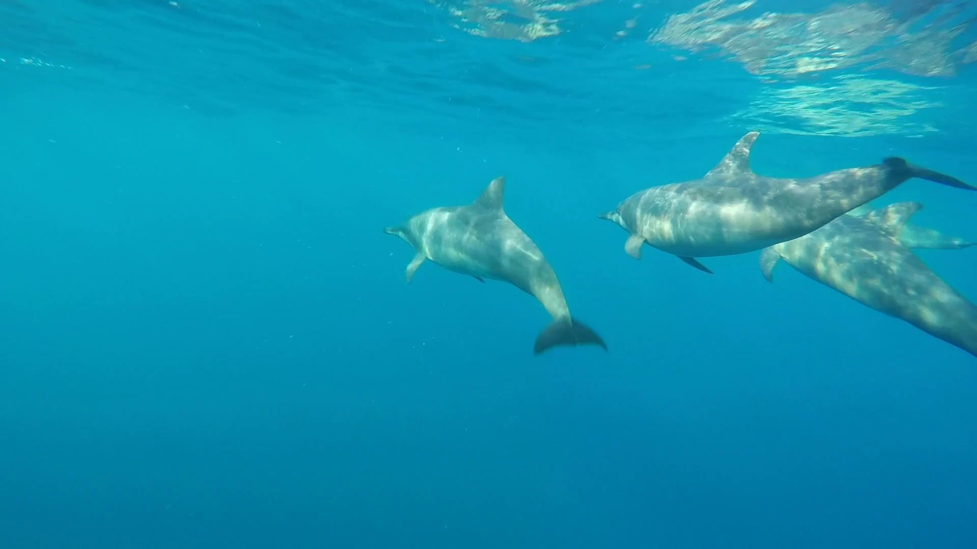 Trois dauphins nageant dans une eau bleue et limpide.
