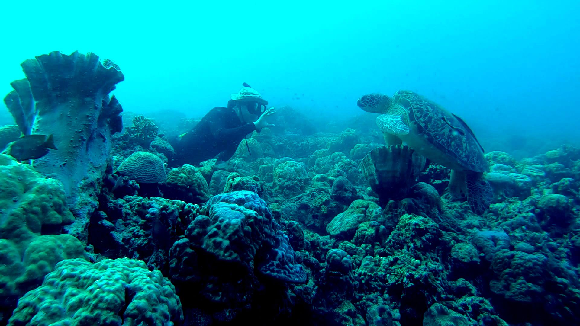Escena submarina con una tortuga y formaciones de coral.
