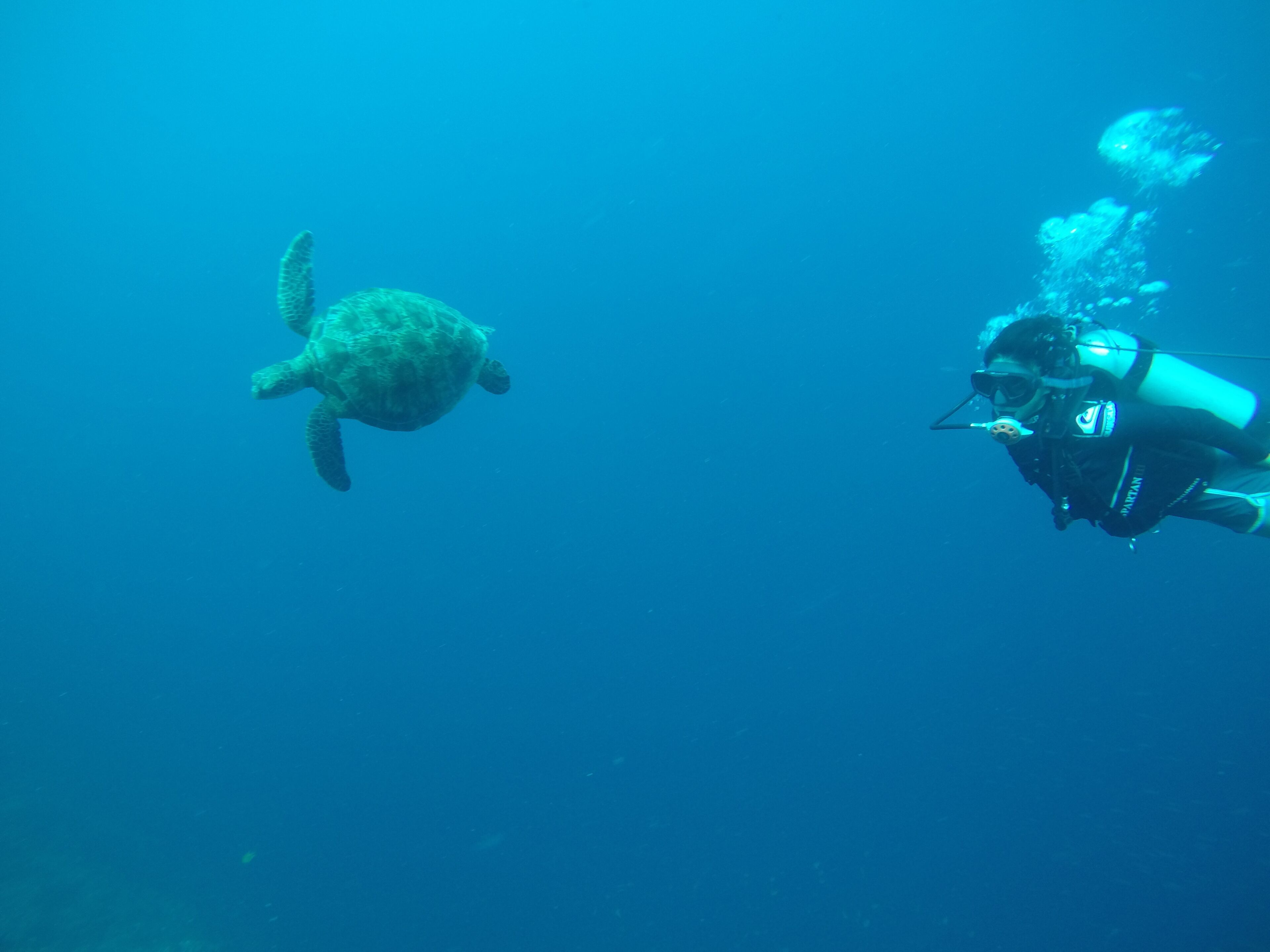 A diver swimming with a sea turtle in clear blue water.