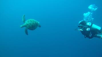 A diver swimming with a sea turtle in clear blue water.