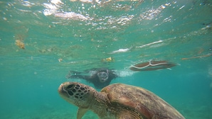 Une vue sous-marine d’une tortue nageant près de la surface.