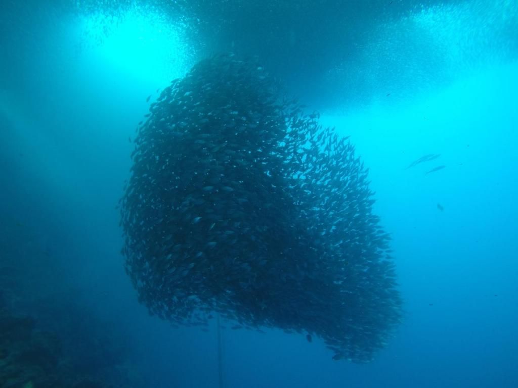 Escena submarina con un cardumen de peces.
