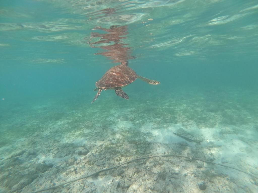 Una tortuga nada en agua cristalina sobre un lecho rocoso.