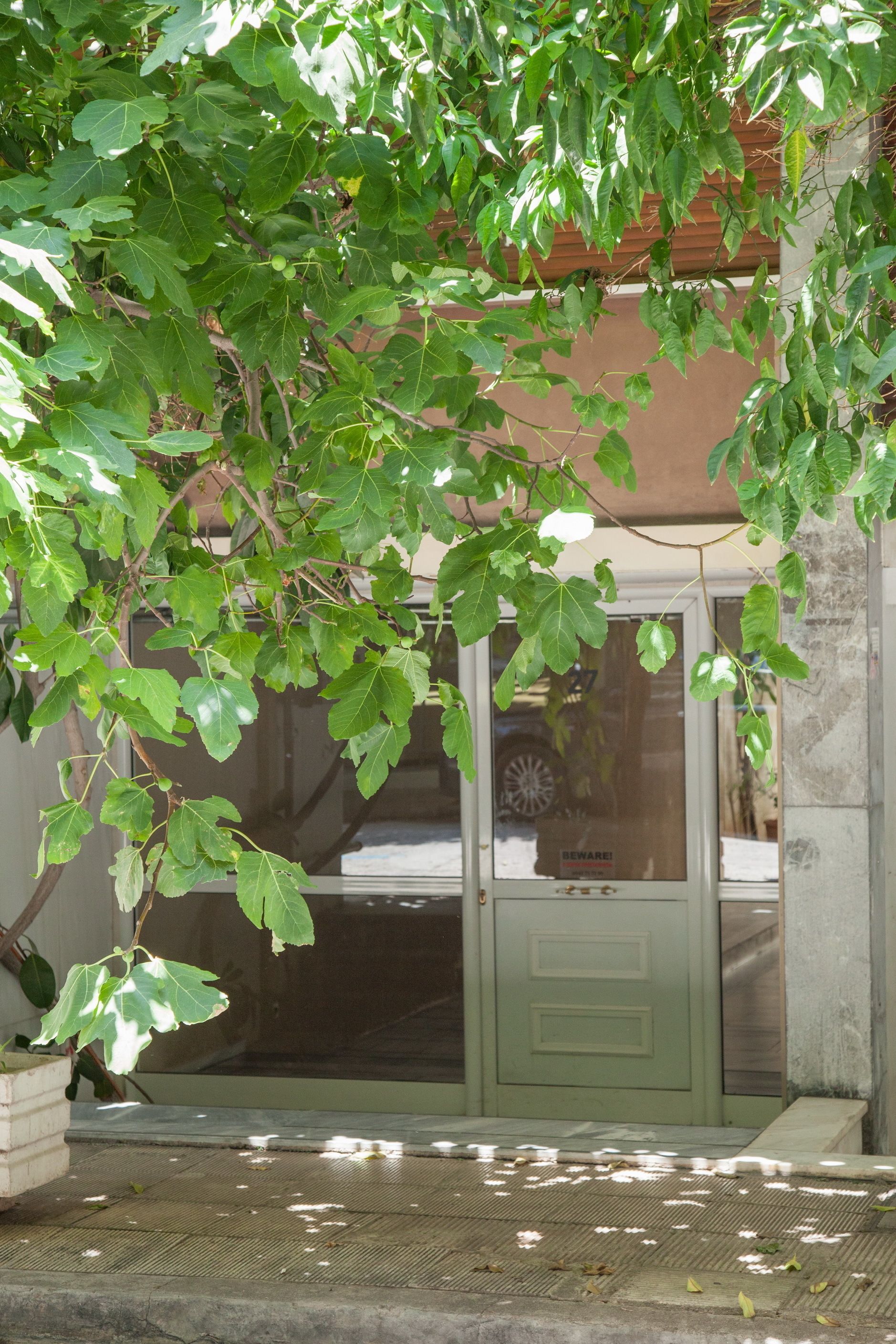 Entrada de un edificio con una puerta verde, una planta en maceta y un camino de hormigón.