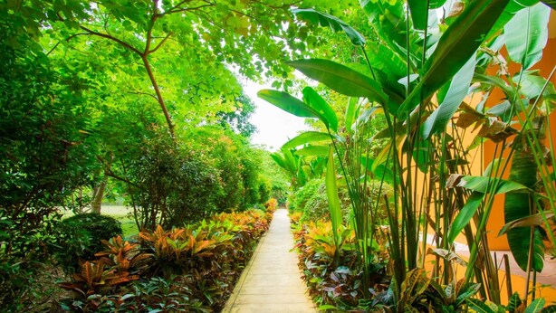 A pathway flanked by lush greenery and a building with a yellow facade.
