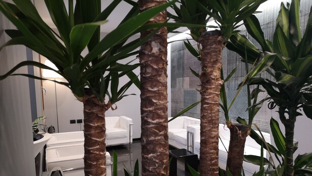 Un interior moderno con un sofá blanco, una mesa de centro blanca y altas plantas de palma.