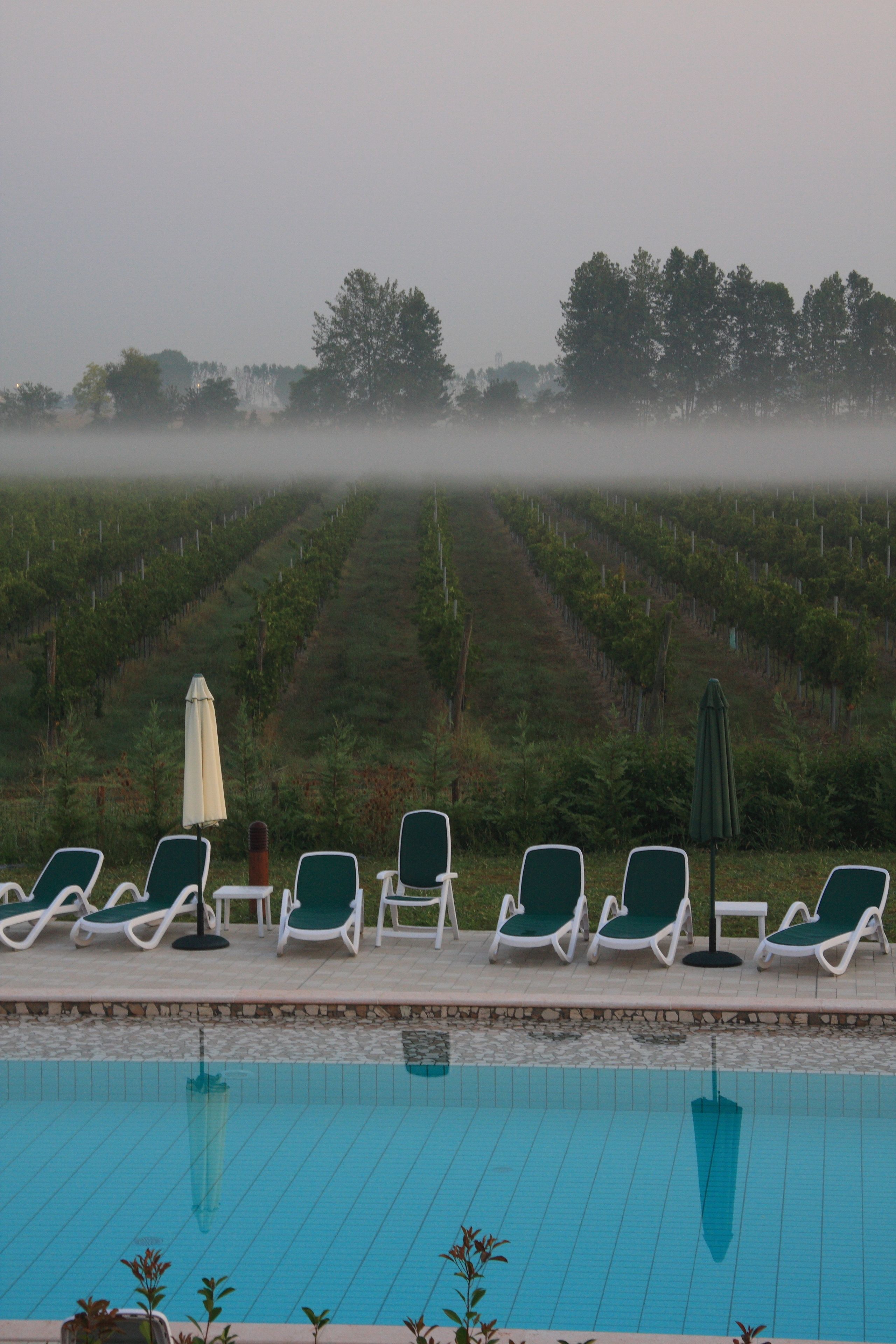 A poolside area with lounge chairs and umbrellas, overlooking a vineyard.