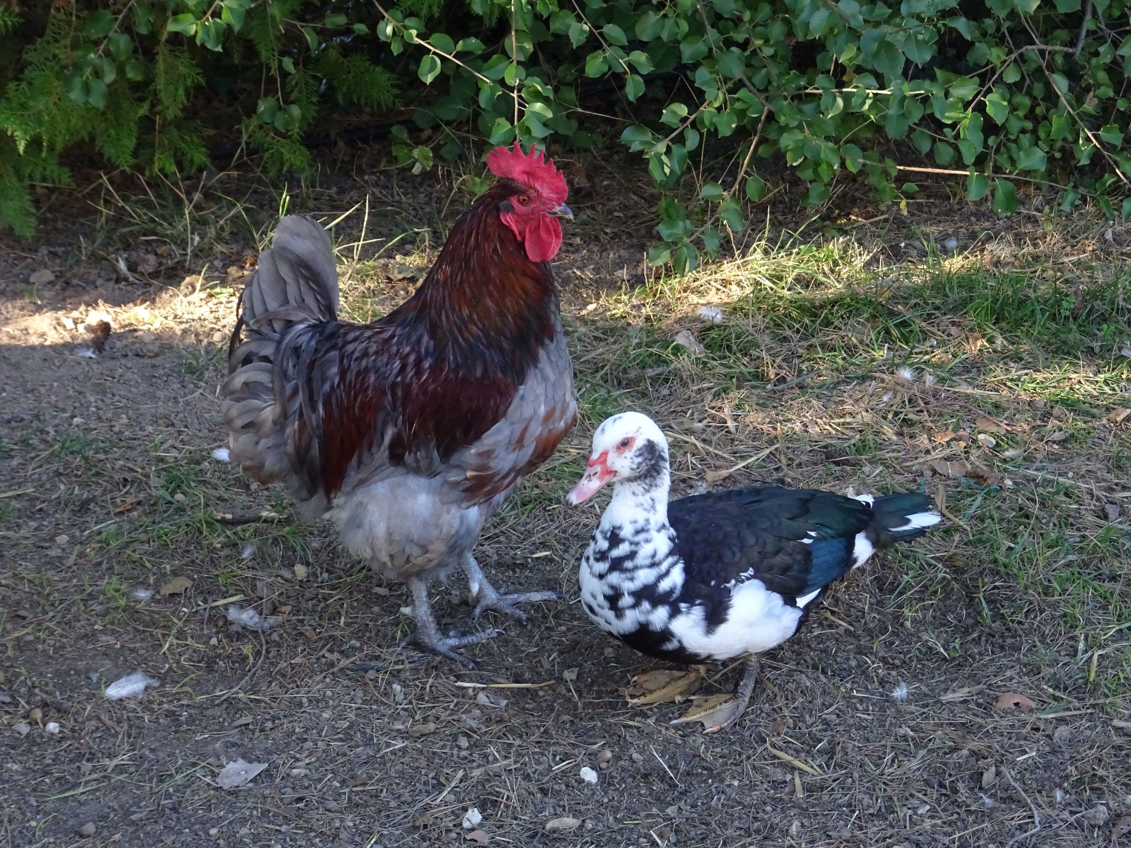 A chicken and a duck standing on a ground covered with dry leaves and twigs.