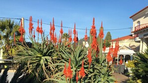 A courtyard with tall red flowers, palm trees, and a building with a red balcony. - Val D'azur Chambres D'hôtes de Charme (Carqueiranne)