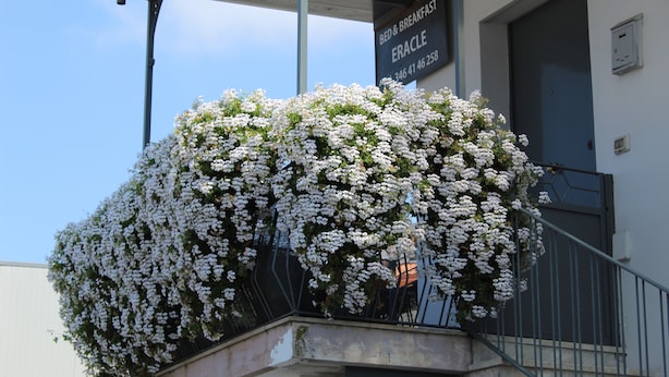 Un edificio con un balcón cubierto de flores blancas, un letrero que dice "BED & BREAKFAST ERACLE" y una escalera que conduce a la entrada.