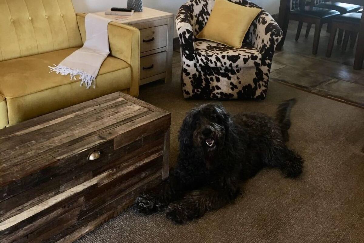 A living room with a yellow sofa, a patterned armchair, a wooden coffee table, and a black dog lying on the floor.