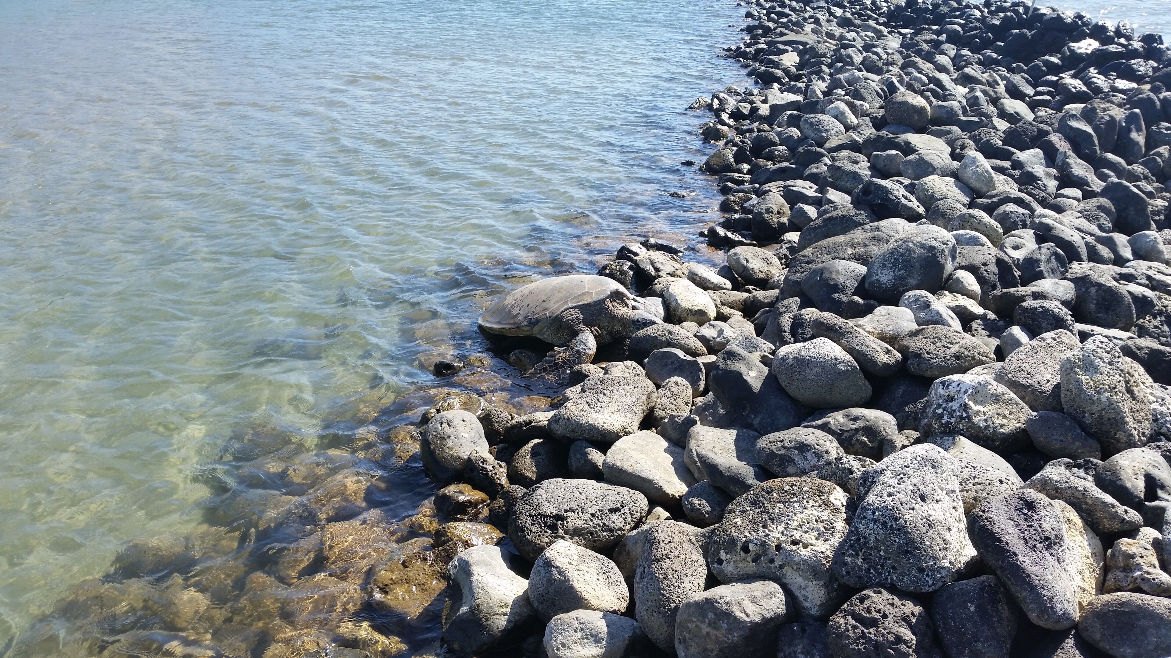Una costa rocosa con agua cristalina.