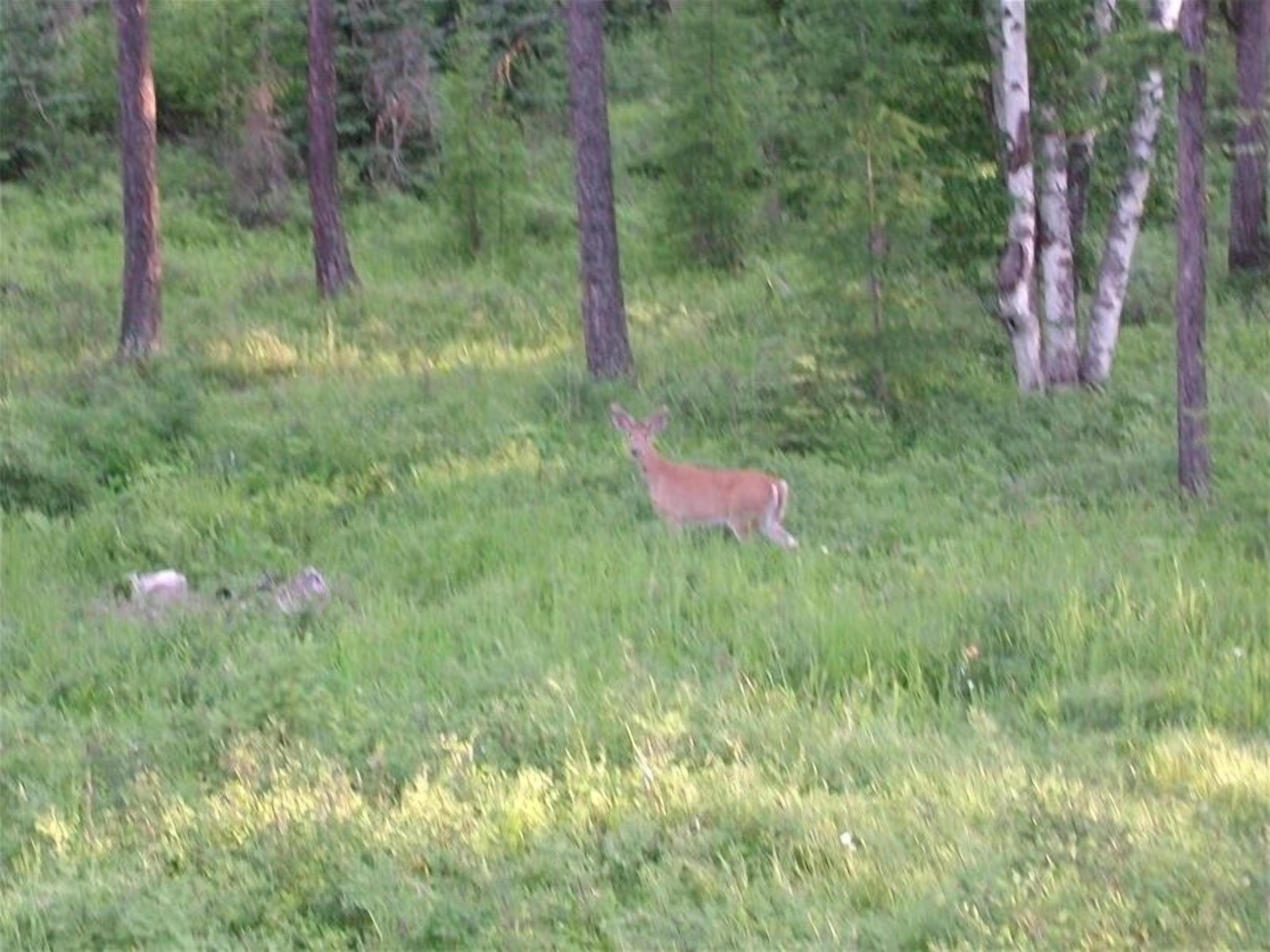 Hirvi laiduntaa ruohikkoisella niityllä, taustalla näkyy puita.