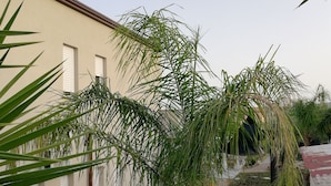 A courtyard with a palm tree, a wooden bench, and a building with a beige facade and white shutters. - B&b Villa Kairos (Ioppolo Giancaxio)