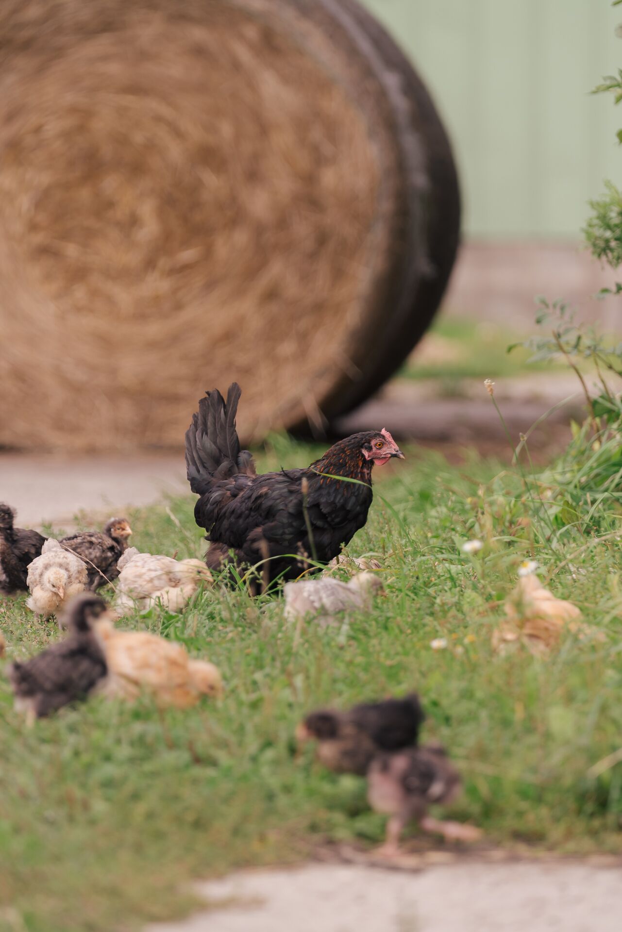 A group of chickens on a grassy area with hay bales in the background.