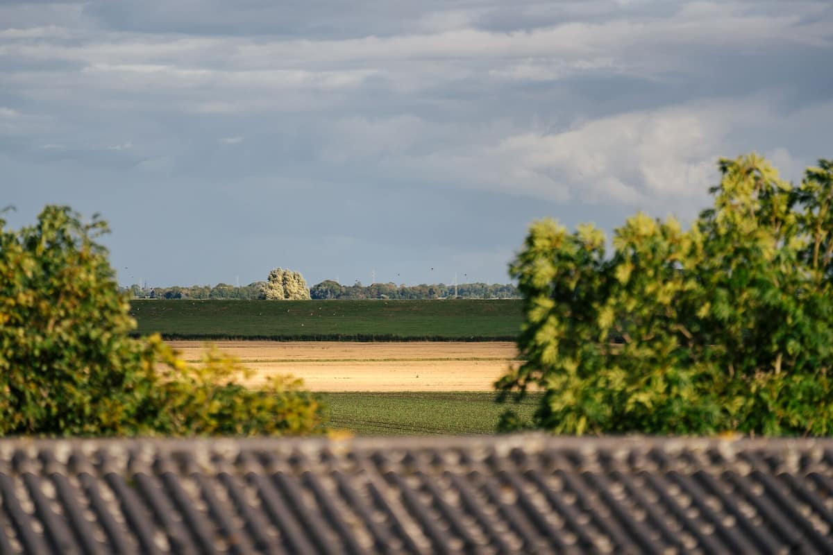 Blick auf ein Feld mit einem Baum in der Ferne, umgeben von viel Grün.