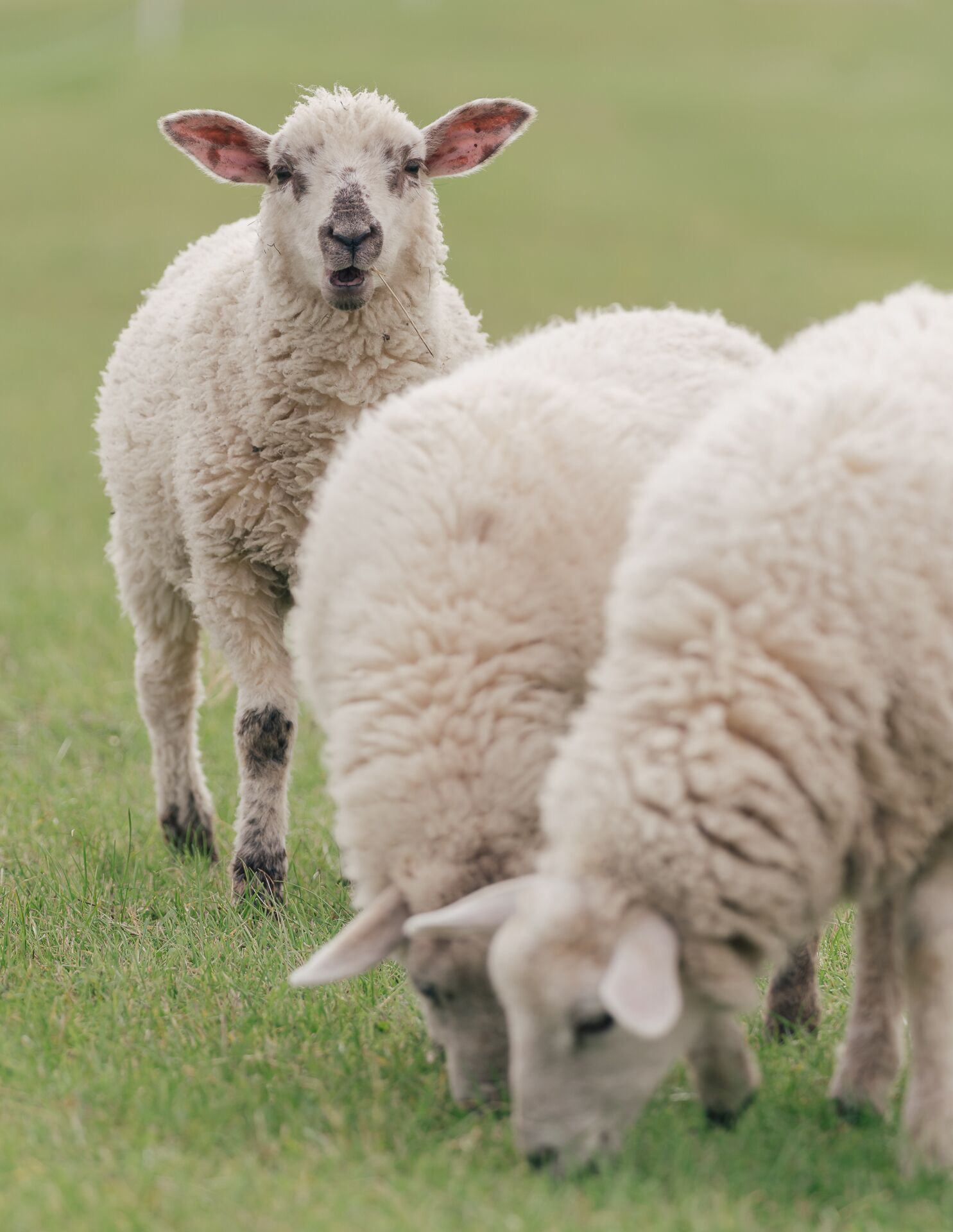 A group of sheep grazing in a grassy field.