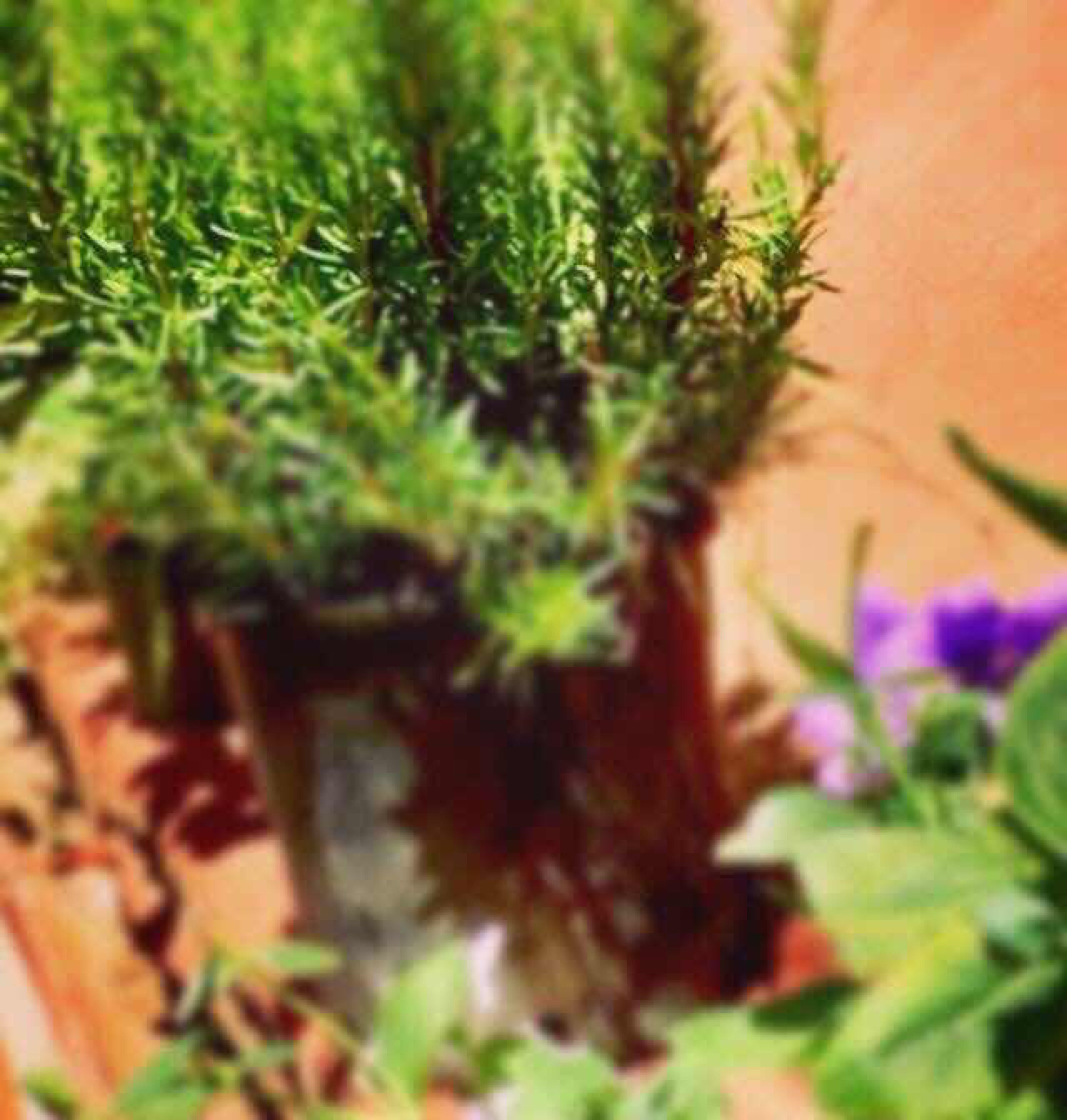 Foto - Spagna Luxury Rooms