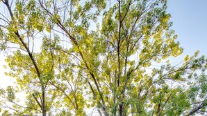 Un grand arbre se dresse devant un immeuble doté d’un toit plat et de grandes fenêtres.