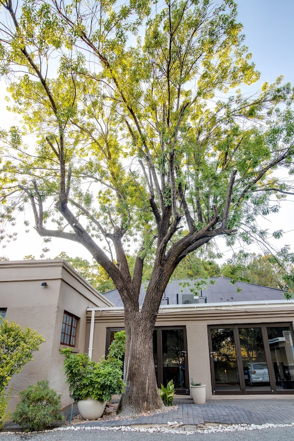 Un grand arbre se dresse devant un immeuble doté d’un toit plat et de grandes fenêtres.