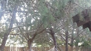 A hammock hanging between trees in a garden with stepping stones leading to a wooden fence. - Tzlil Hateva (Ma'ale Yosef)
