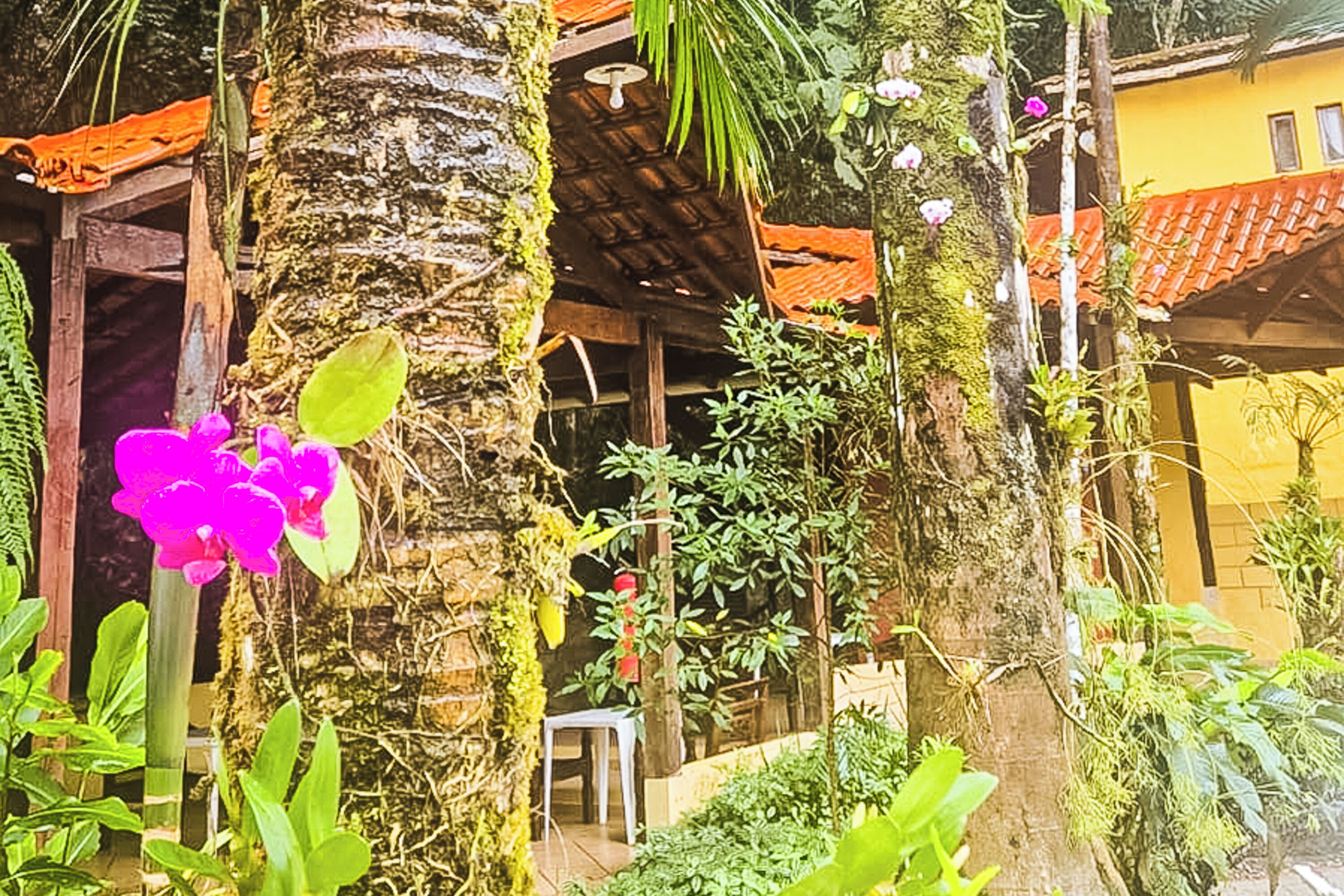 Un jardín tropical con una palmera, una silla y un edificio de techo rojo.