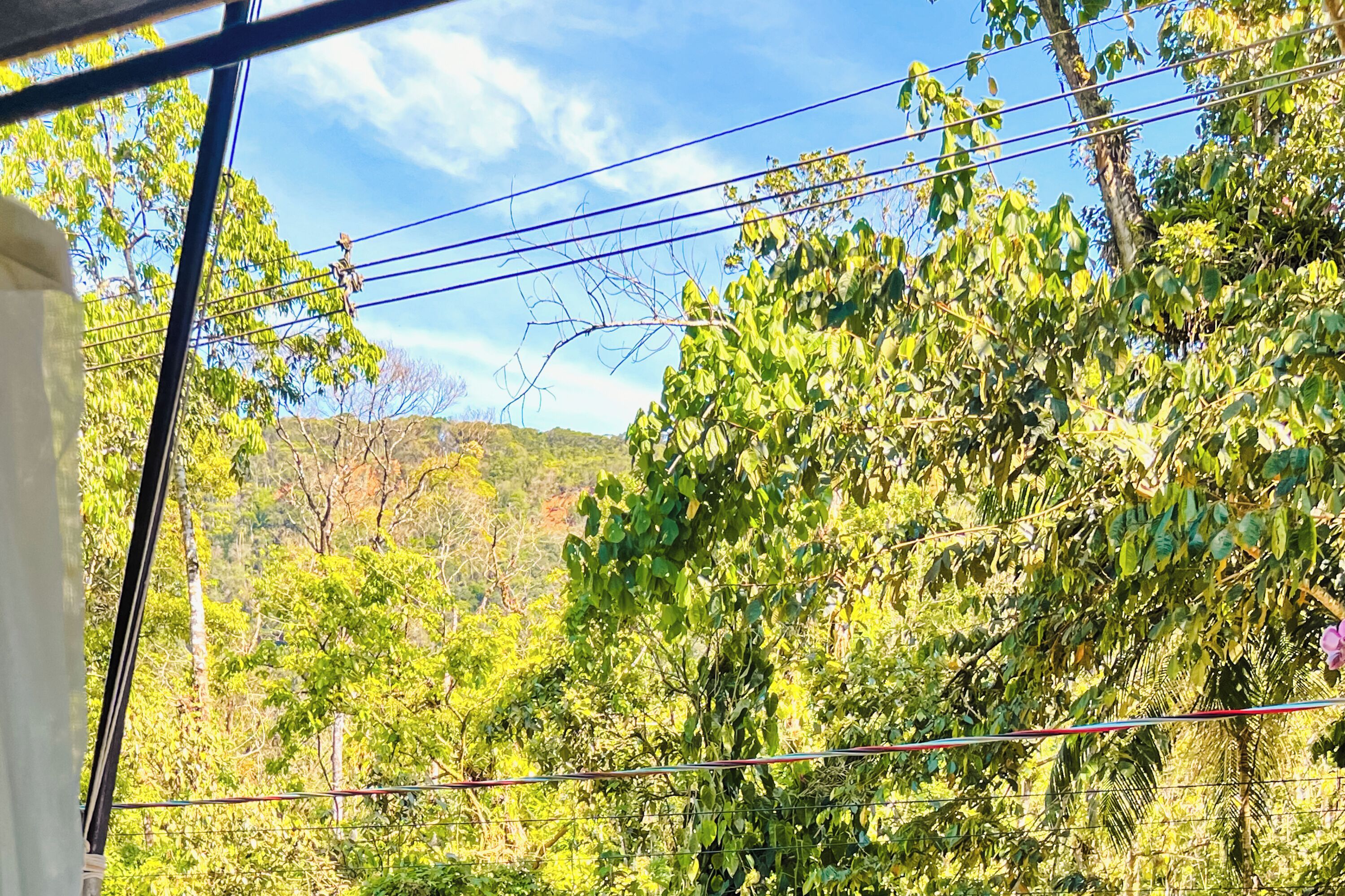 A view through a window with a metal railing, featuring dense green foliage and a clear sky.
