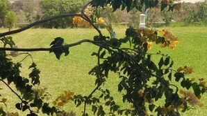 Blick aus dem Fenster auf eine Wiese mit Strand und blauem Himmel.