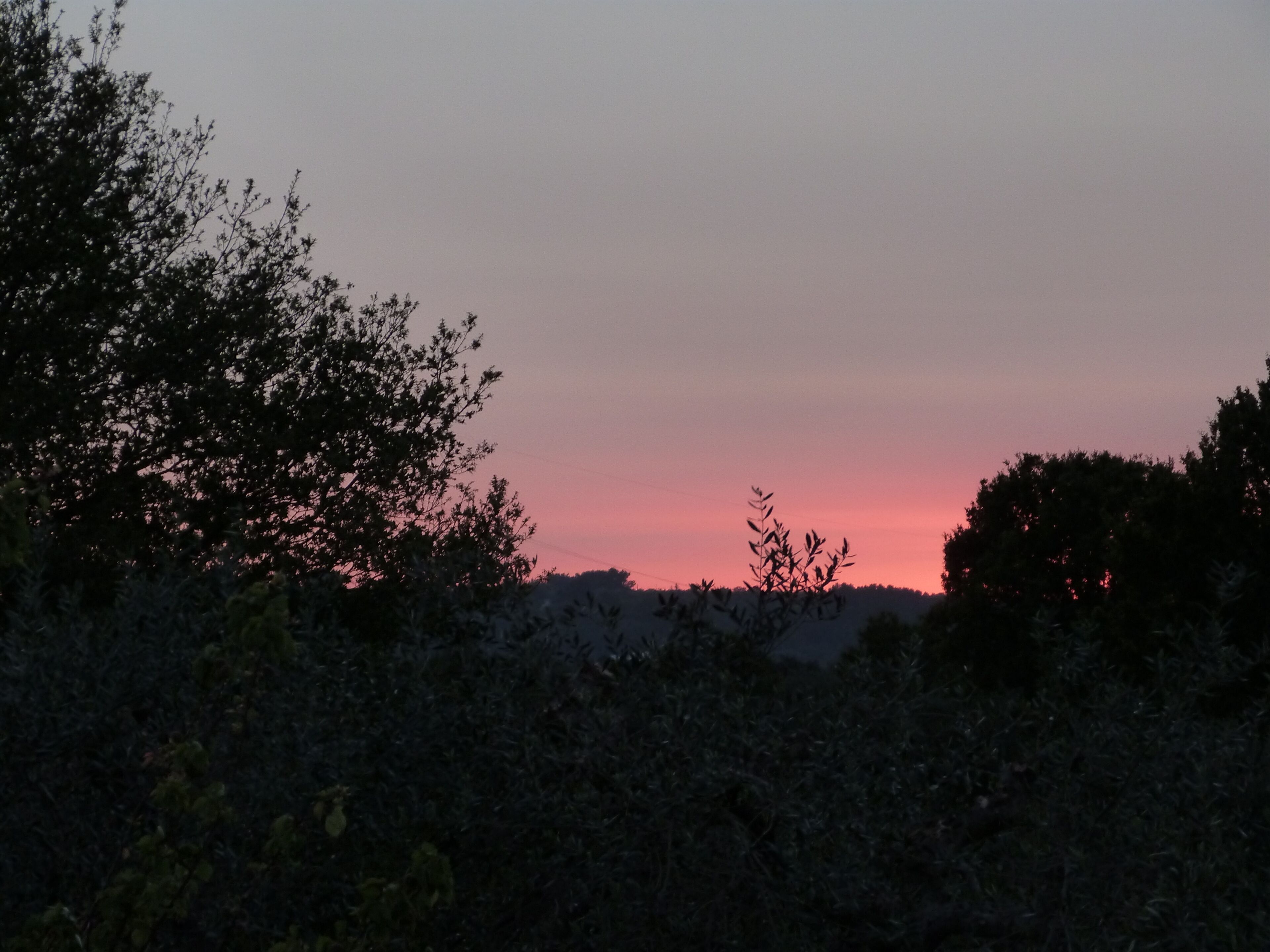 A natural landscape with dense foliage and a sunset sky.