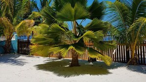 Una zona arenosa con palmeras y una valla de madera.