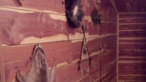 A room with wooden walls, a mounted animal hide, and a hanging decoration. - Cedar Cabin Located on a Buffalo Farm Near the Buffalo National River (Marshall)