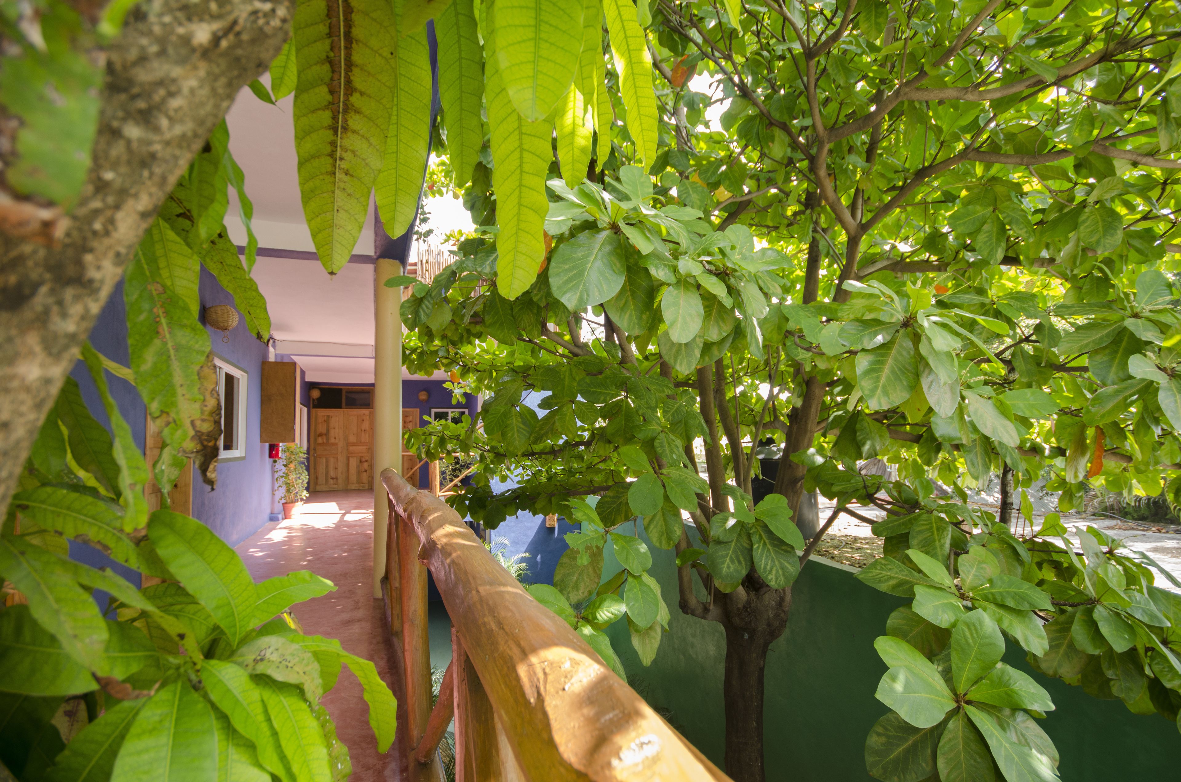 Un sendero conduce a un edificio con puerta de madera, rodeado de frondosa vegetación y un muro azul.