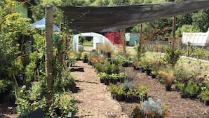 Un vivero con diversas plantas y flores en macetas, una zona con sombra y un sendero.