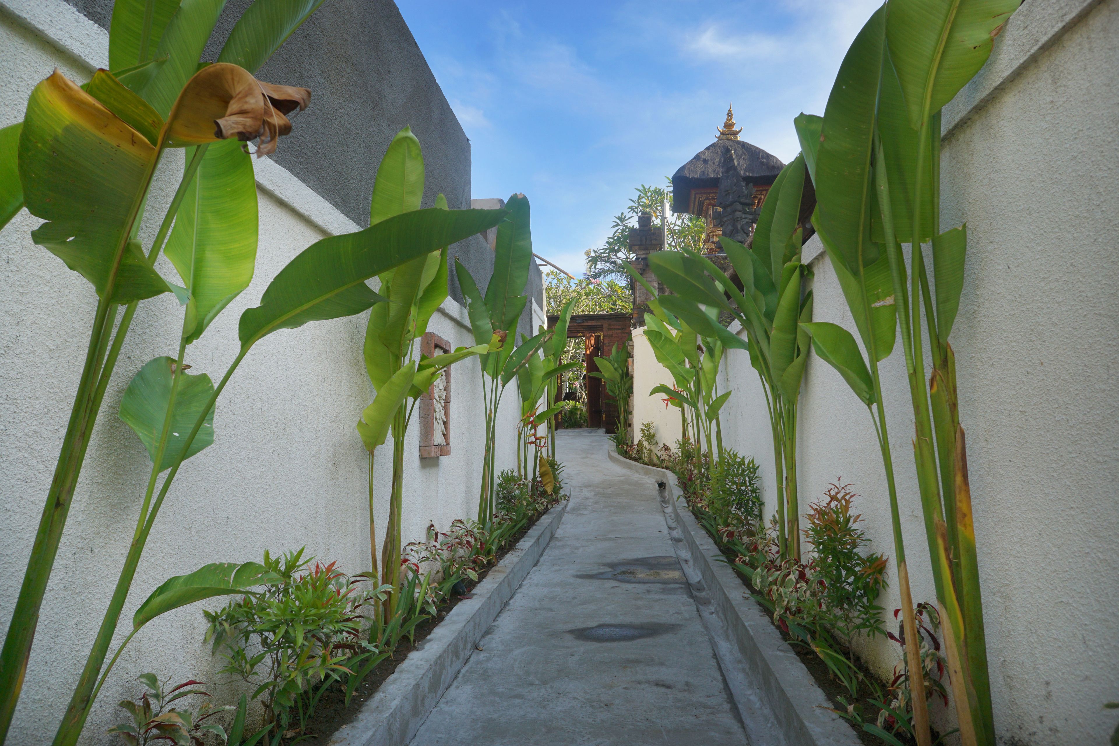 A narrow pathway flanked by large green plants and a white building with a traditional structure in the background.