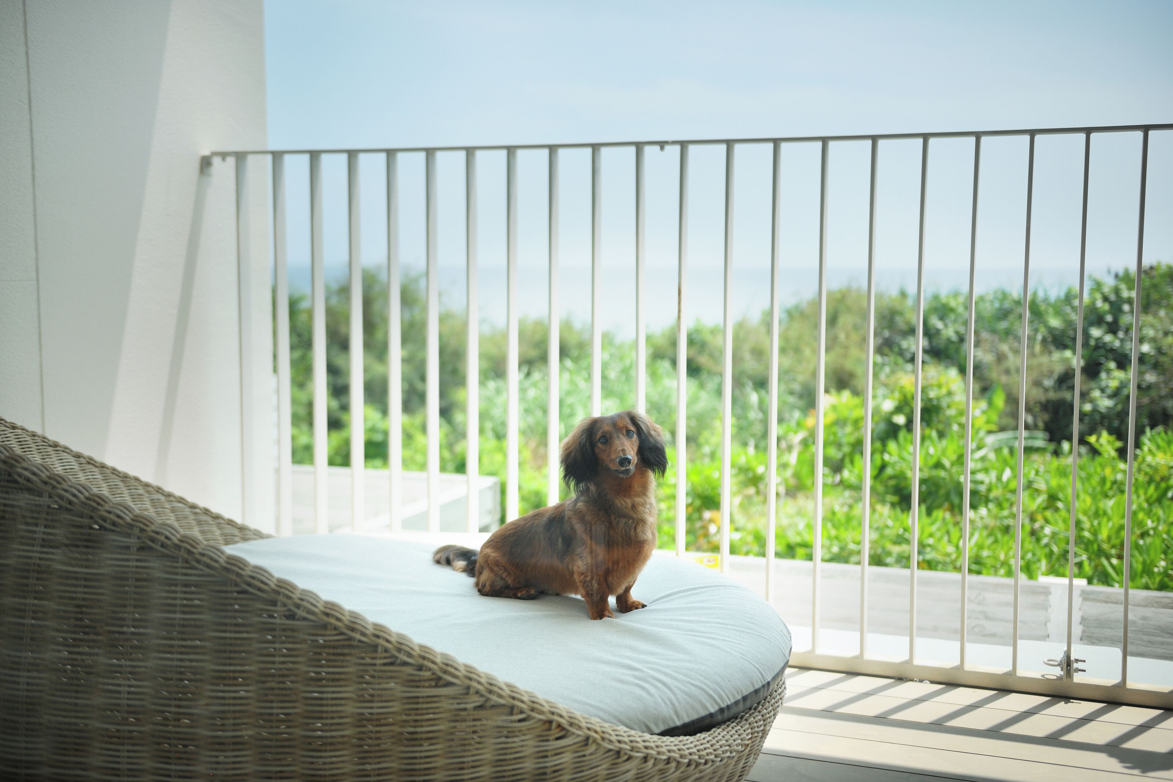 A wicker chair with a cushion on a balcony overlooking greenery.