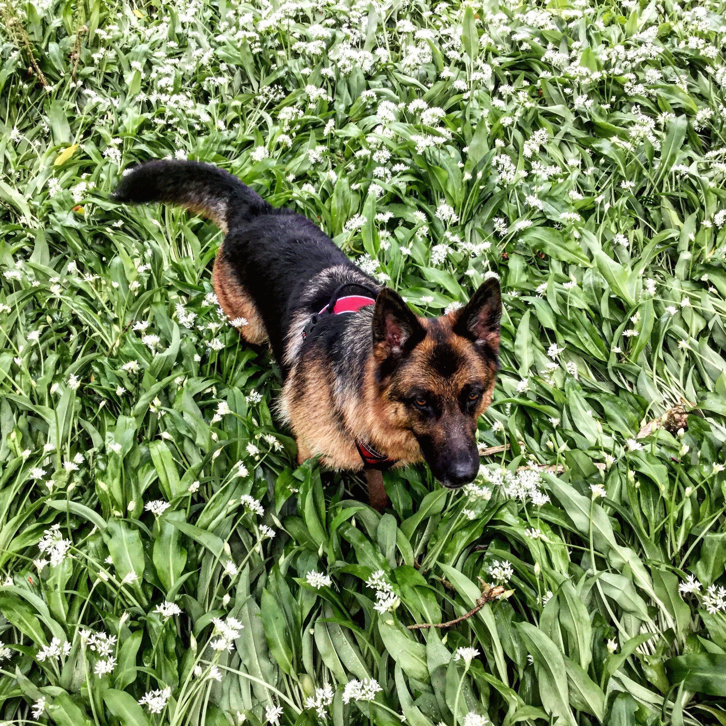 A dog in a field of white flowers.