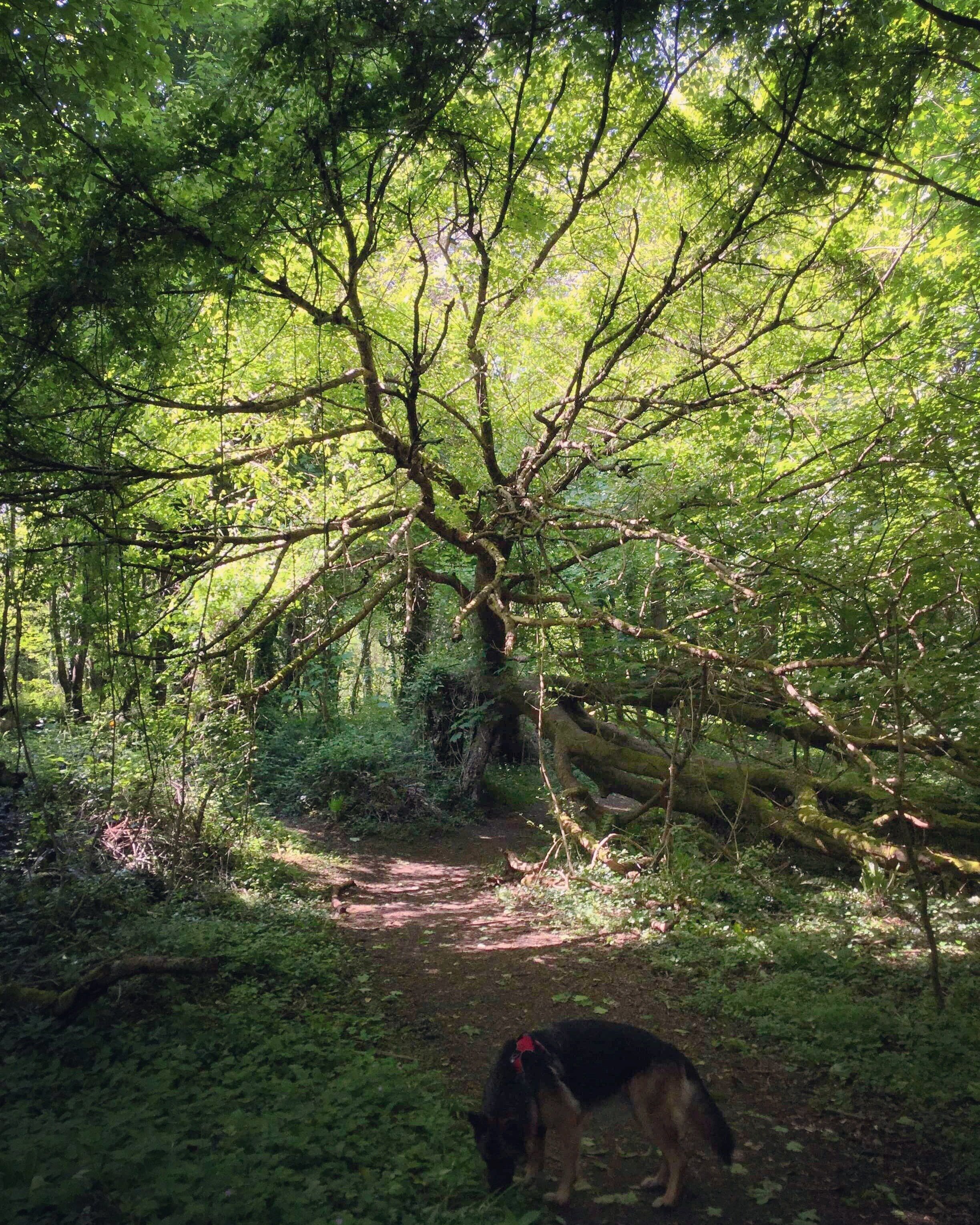 Zona boscosa con un sendero y un perro.