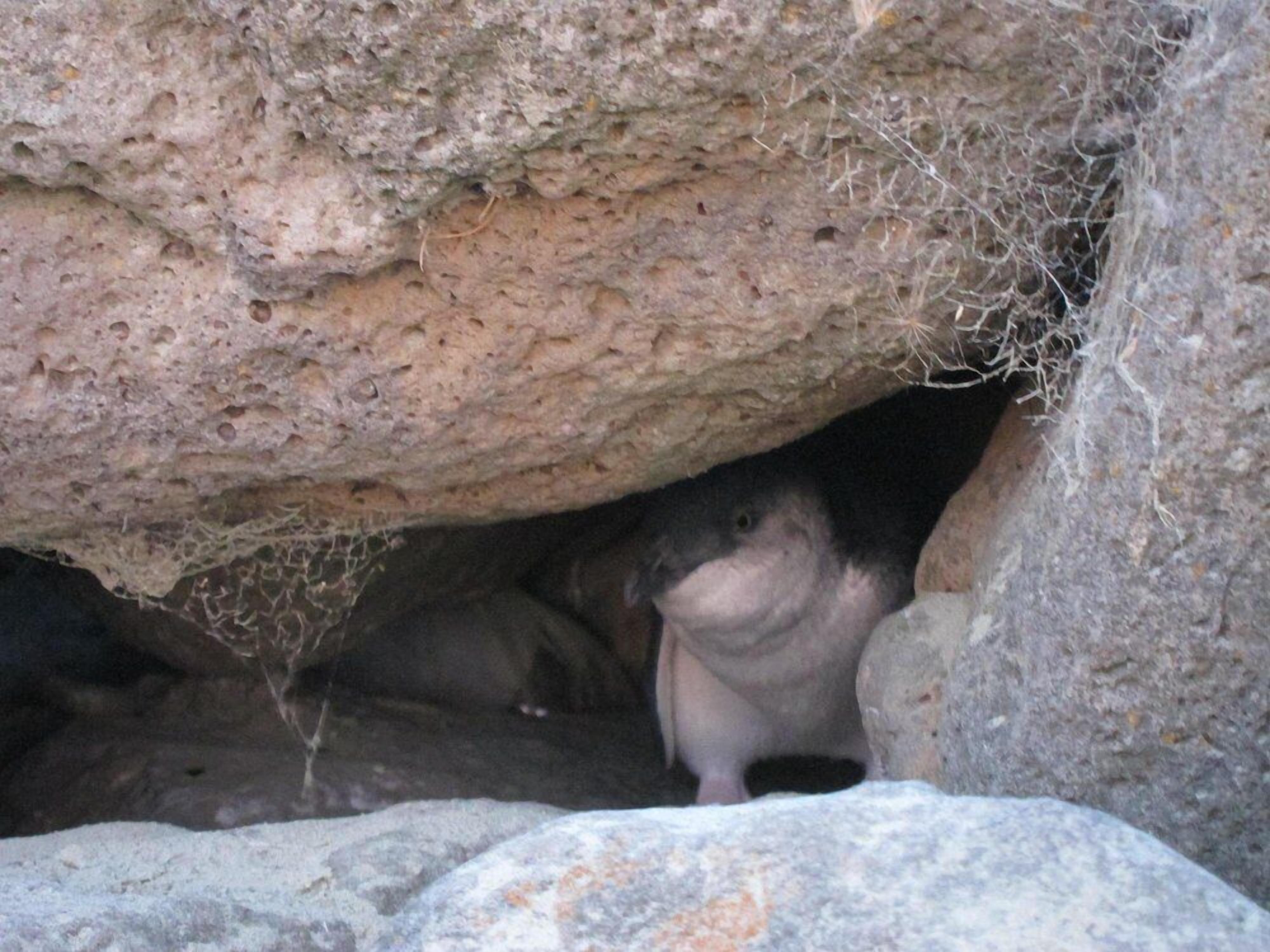 Ingresso di una grotta con una superficie rocciosa irregolare e una struttura di ragnatela ben visibile.