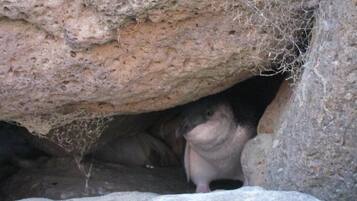 Ingresso di una grotta con una superficie rocciosa irregolare e una struttura di ragnatela ben visibile.