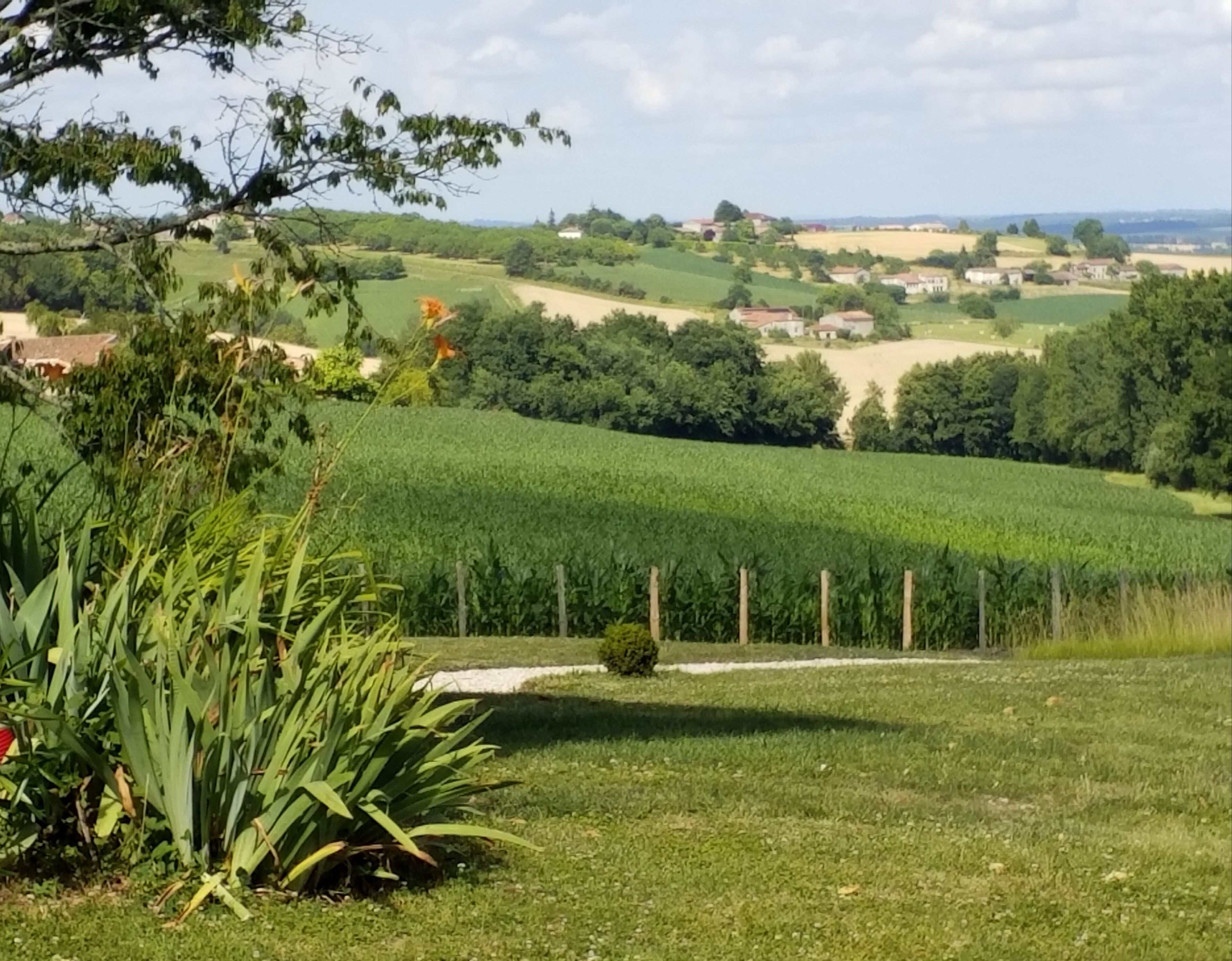 A rural landscape with a vineyard, rolling hills, and scattered houses.