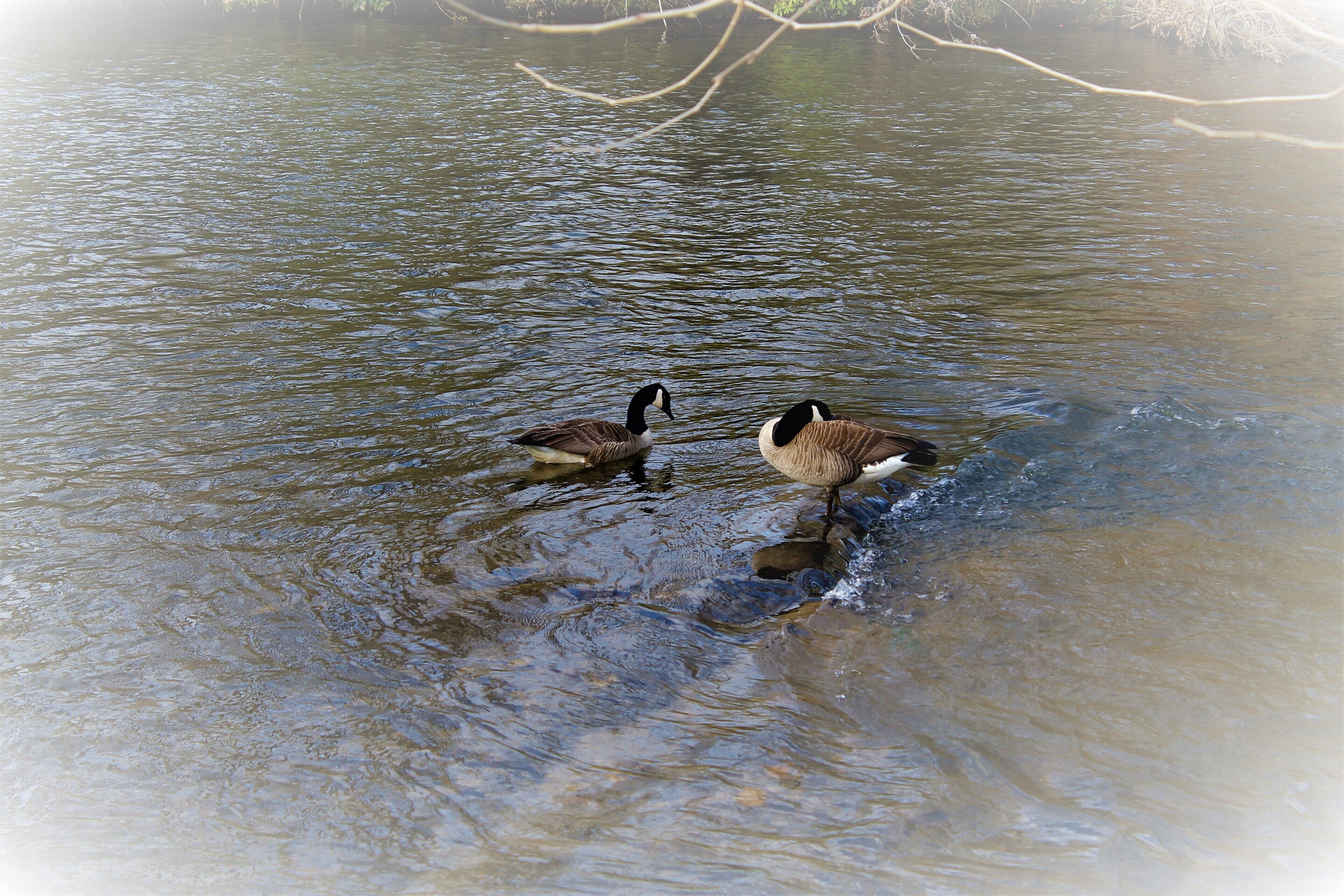 Canada geese come back on every spring and fall