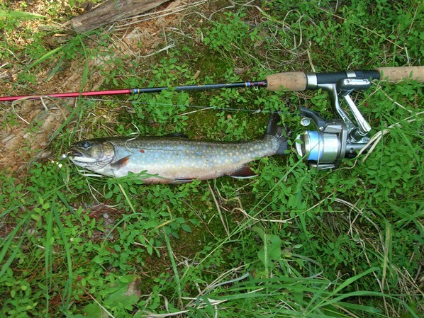 A fishing rod with a fish lying on the ground beside it.