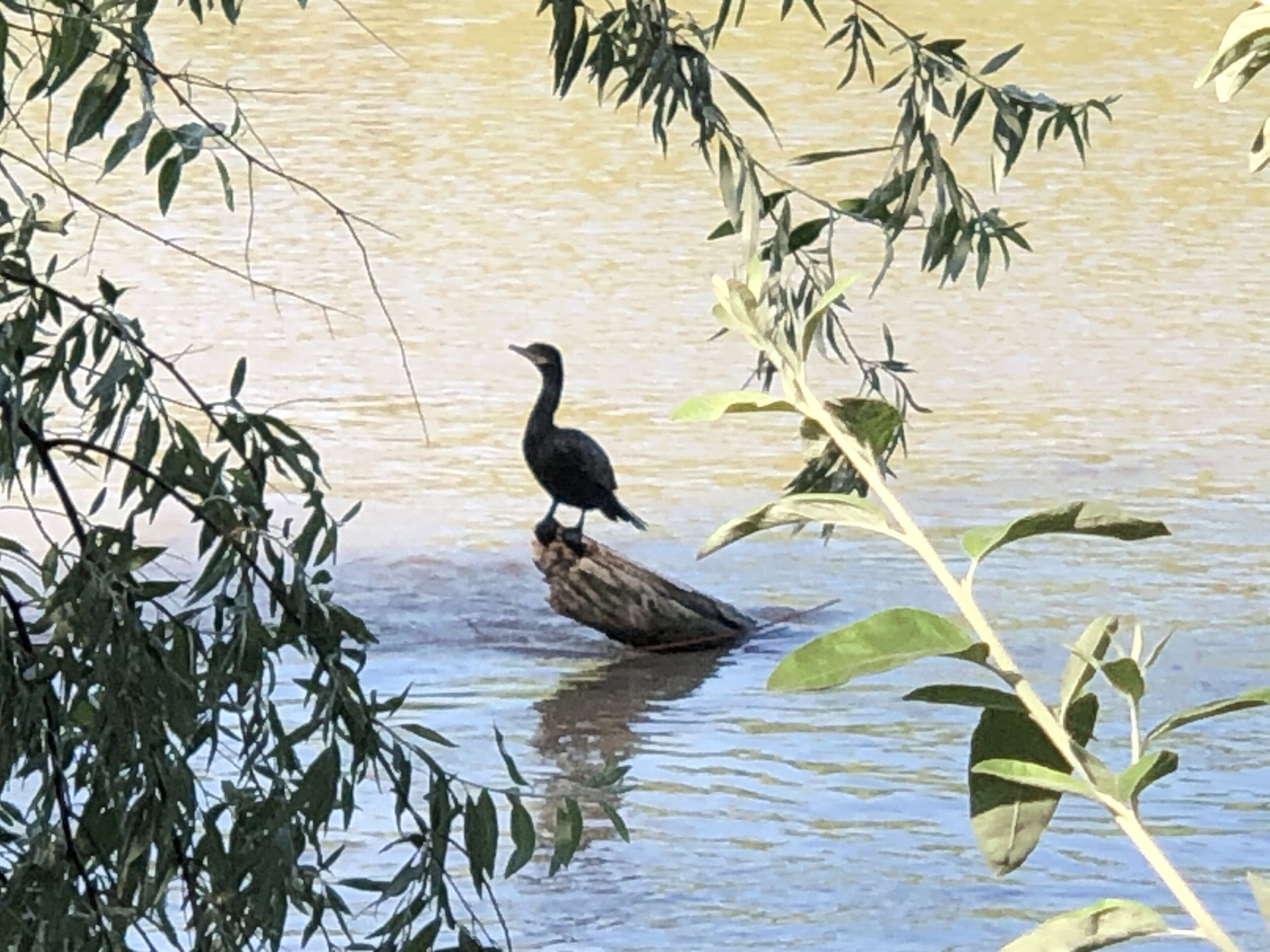 Ein Vogel steht auf einem Baumstamm im Wasser, umgeben von Vegetation.
