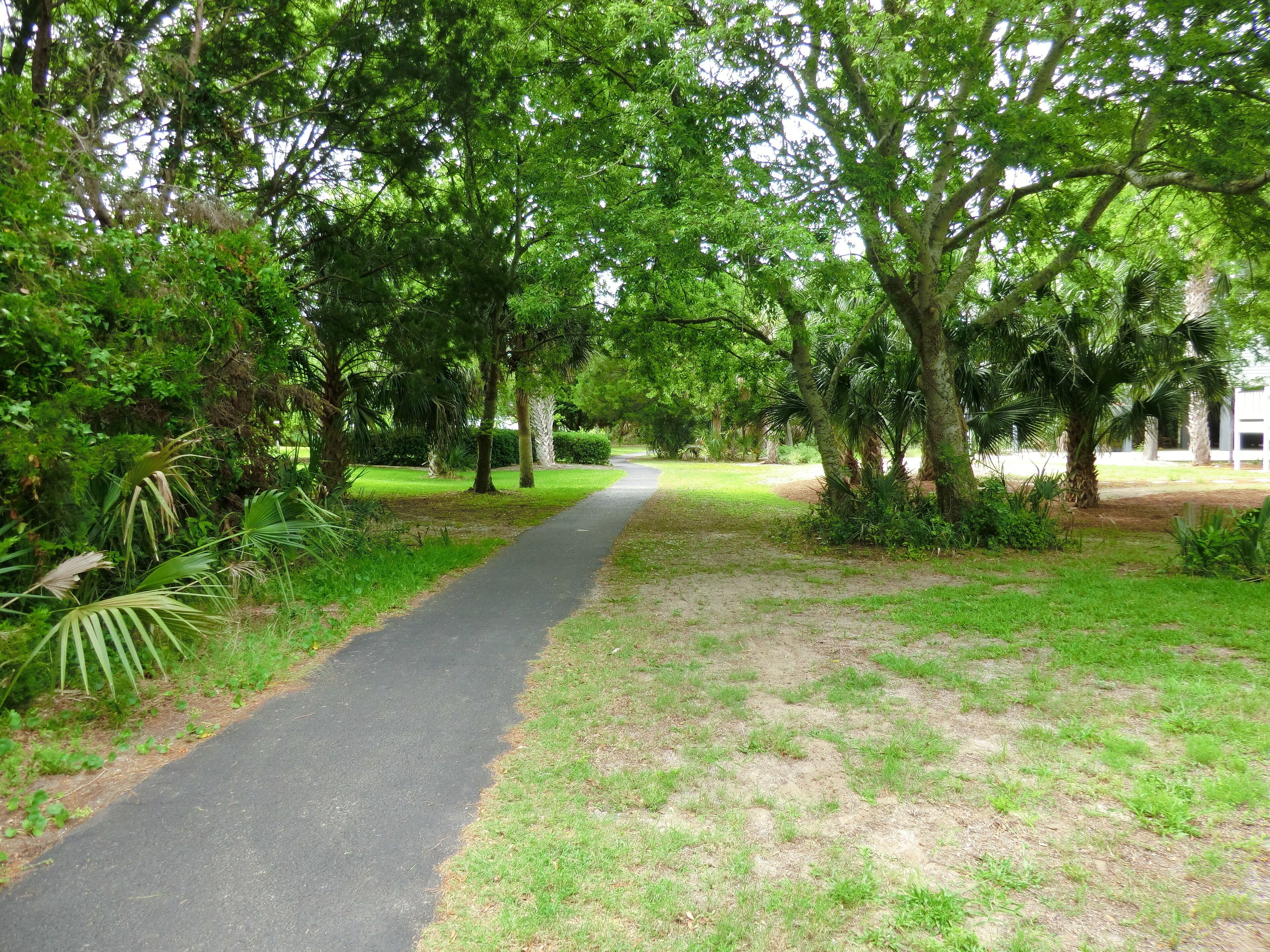 Un sendero pavimentado bordeado por abundante vegetación y árboles.
