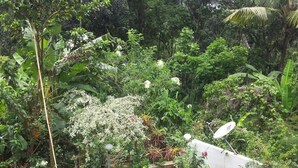 Un exuberante jardín con diversas plantas y flores, una pared blanca y una antena parabólica.