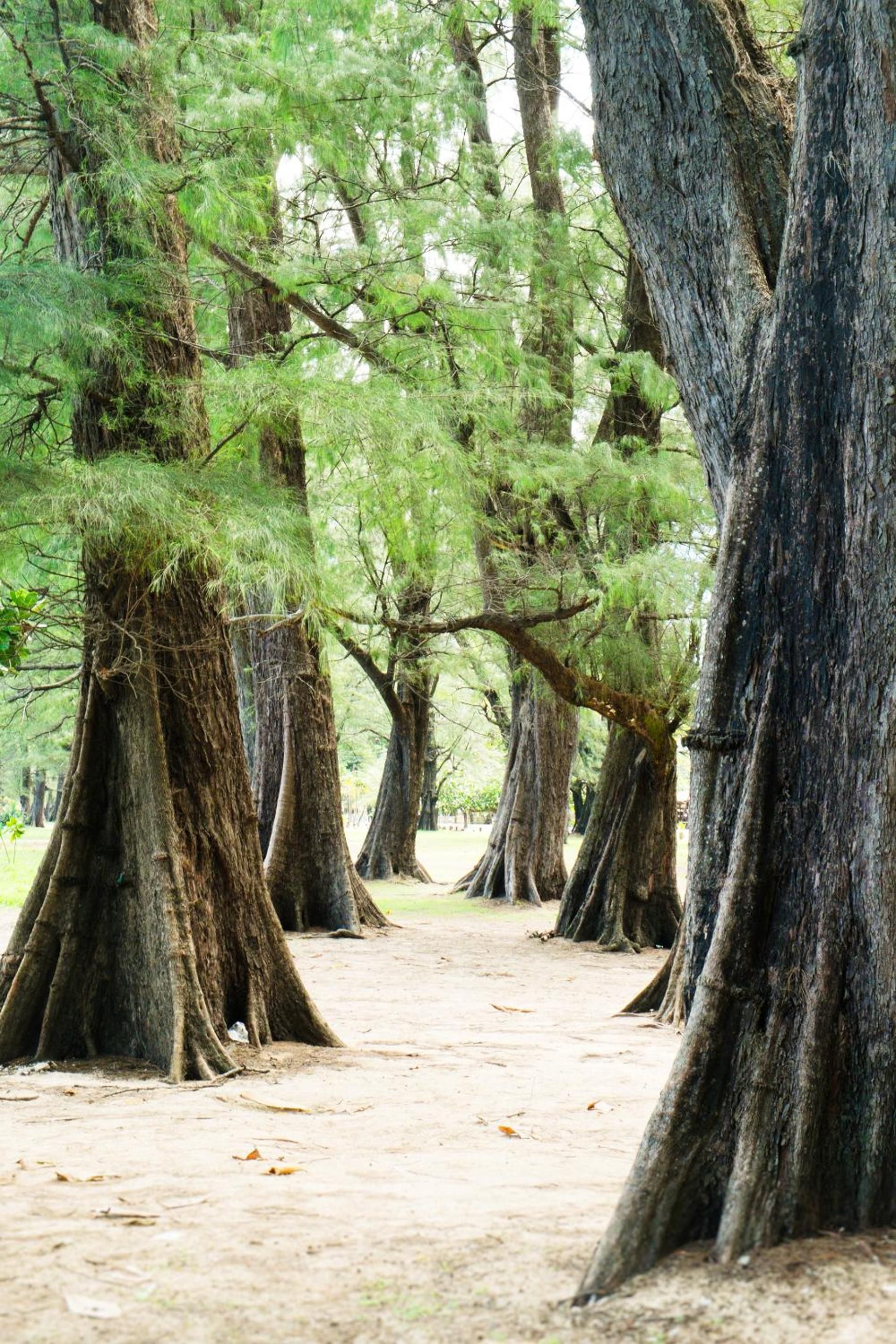 A forest with large, gnarled trees and a dirt path.