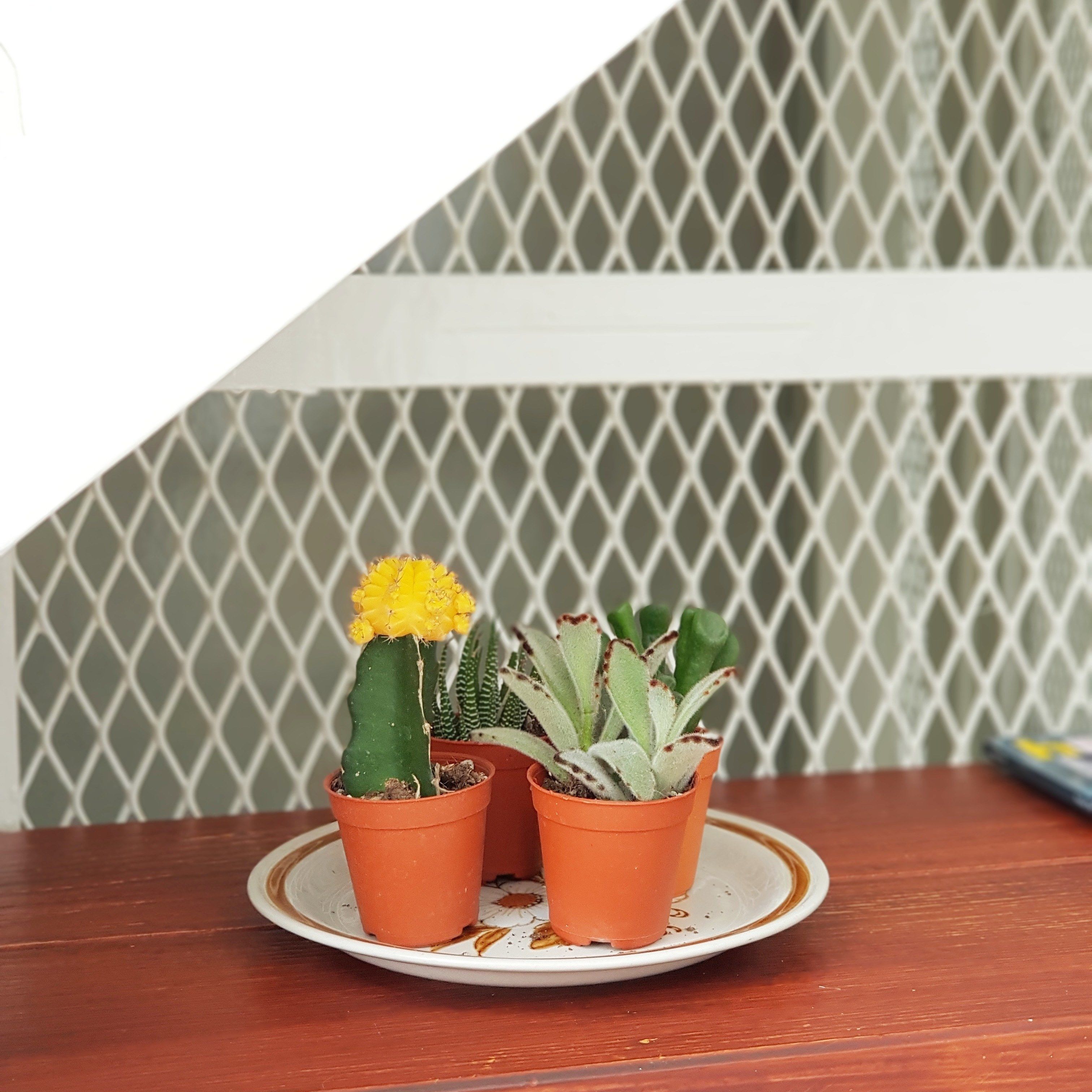 Trois plantes en pot, disposées sur une assiette blanche à bordure marron, sont placées sur une table en bois devant un fond blanc en forme de treillis.